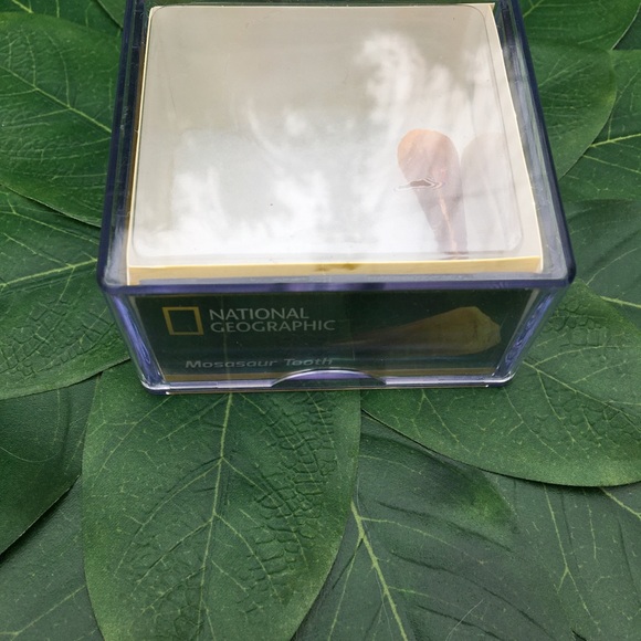 National Geographic Real Dinosaur Tooth-Mosasaur - Picture 3 of 4